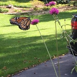 Meet your Posher, Julie